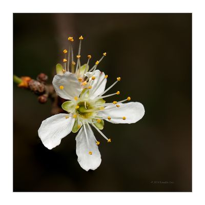 Abrunheiro-bravo -- Prunus spinosa