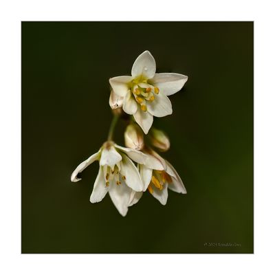 Alho americano  --  (Nothoscordum gracile)