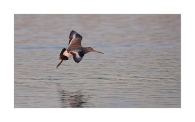 Milherango --- Black-tailed Godwit --- (Limosa limosa)