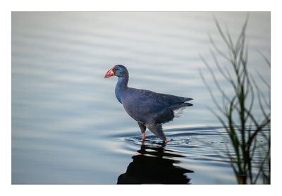 Camão --- Purple Gallinule --- (Porphyrio porphyrio)