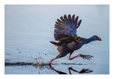 Camão --- Purple Gallinule --- (Porphyrio porphyrio)