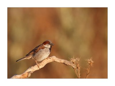 Pardal --- House Sparrow --- (Passer domesticus)