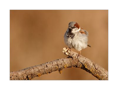 Pardal --- House Sparrow --- (Passer domesticus)