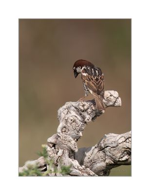 Pardal-espanhol --- Spanish Sparrow --- (Passer hispaniolensis)