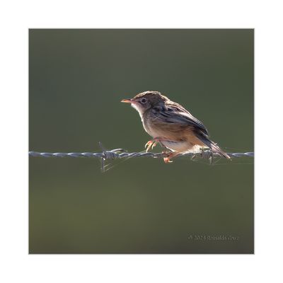 Fuinha-dos-juncos --- Zitting Cisticola --- (Cisticola juncidis)