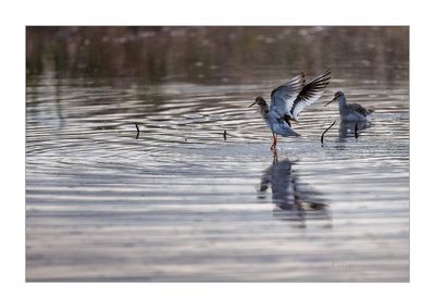 Perna-vermelha-bastardo --- Spotted Redshank --- (Tringa erythropus)