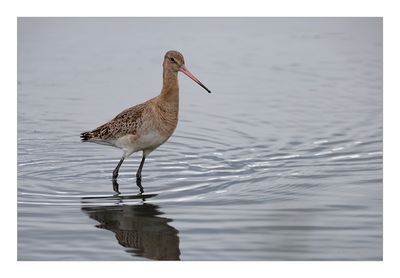 Milherango --- Black-tailed Godwit --- (Limosa limosa)