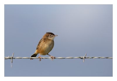Fuinha-dos-juncos --- Zitting Cisticola --- (Cisticola juncidis)
