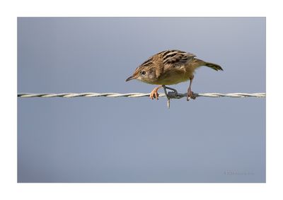 Fuinha-dos-juncos --- Zitting Cisticola --- (Cisticola juncidis)