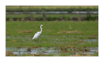 Garça-branca-grande --- Great Egret --- (Egretta alba)