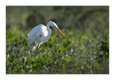 Garça-branca-grande --- Great Egret --- (Egretta alba)