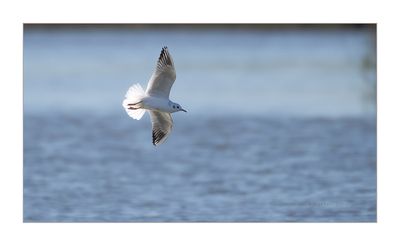Guincho --- Black-headed Gull --- (Larus ridibundus)