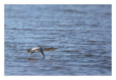 Guincho --- Black-headed Gull --- (Larus ridibundus)