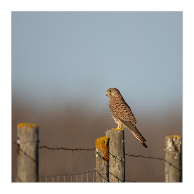 Peneireiro --- Kestrel --- (Falco tinnunculus)