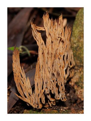 Ramaria stricta 