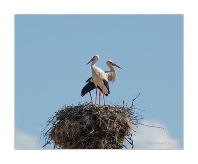 Cegonha-branca --- White Stork --- (Ciconia ciconia)