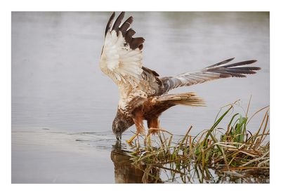 Águia-sapeira --- Marsh Harrier --- (Circus aeruginosus)