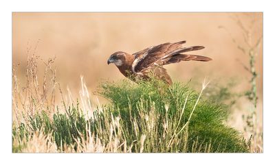 Águia-sapeira --- Marsh Harrier --- (Circus aeruginosus)