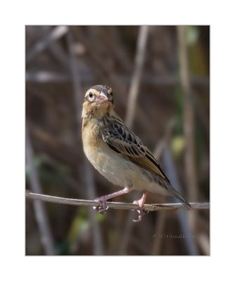 Bispo-de-coroa-amarela --- Yellow-crowned Bishop --- (Euplectes afer) - Female