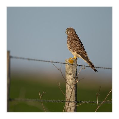 Peneireiro --- Kestrel --- (Falco tinnunculus)
