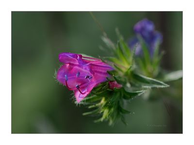 Soagem -- Purple viper's-bugloss -- Echium plantagineum