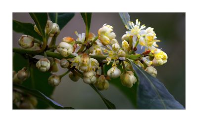 Laurus-nobilis_