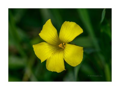 Oxalis-pes-caprae