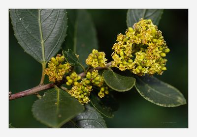 Rhamnus-alaternus