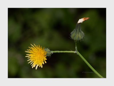 Asteraceae