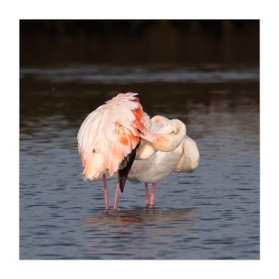 Flamingo --- Greater Flamingo --- (Phoenicopterus roseus)