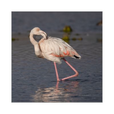 Flamingo --- Greater Flamingo --- (Phoenicopterus roseus)