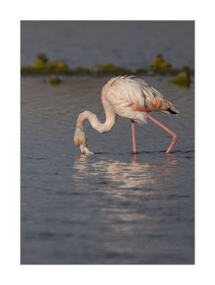 Flamingo --- Greater Flamingo --- (Phoenicopterus roseus)
