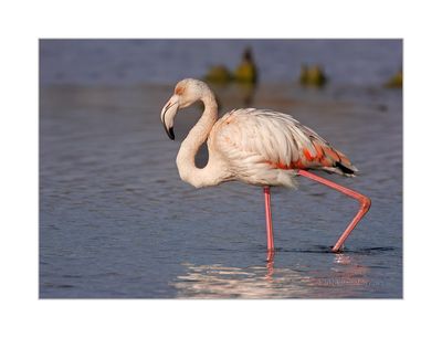 Flamingo --- Greater Flamingo --- (Phoenicopterus roseus)