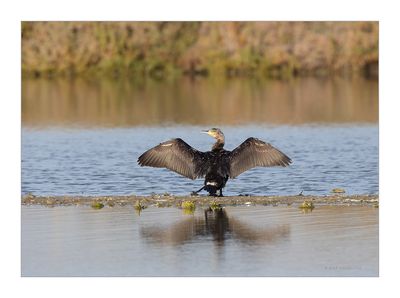 Corvo-marinho --- Cormorant --- (Phalacrocorax carbo)