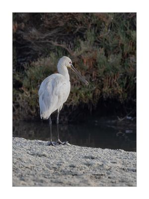 Colhereiro --- Spoonbill --- (Platalea leucorodia)