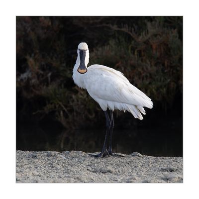 Colhereiro --- Spoonbill --- (Platalea leucorodia)
