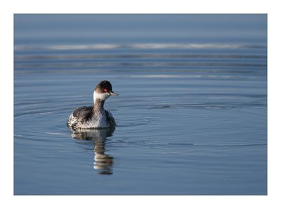 Mergulhão-de-pescoço-preto -- Black-necked Grebe -- (Podiceps nigricollis)