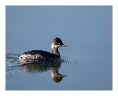 Mergulhão-de-pescoço-preto -- Black-necked Grebe -- (Podiceps nigricollis)