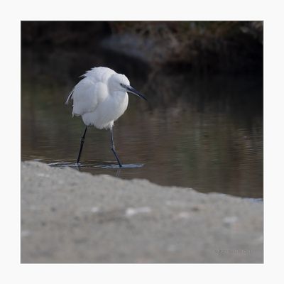 Garça-branca --- Little Egret --- (Egretta garzetta)