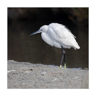Garça-branca --- Little Egret --- (Egretta garzetta)