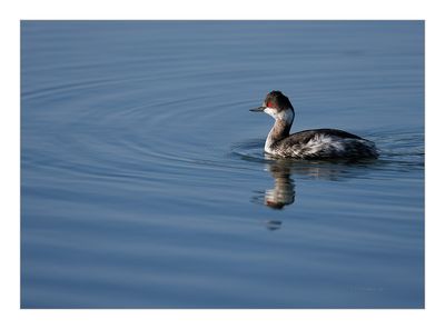 Mergulhão-de-pescoço-preto -- Black-necked Grebe -- (Podiceps nigricollis)