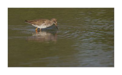 Perna-vermelha --- Redshank --- (Tringa totanus)
