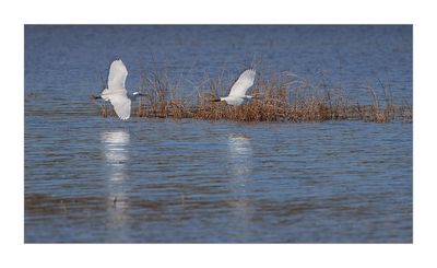 Gara-branca  ---  Little Egret  ---  (Egretta garzetta)