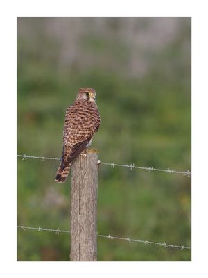 Peneireiro  ---  Kestrel  ---  (Falco tinnunculus)