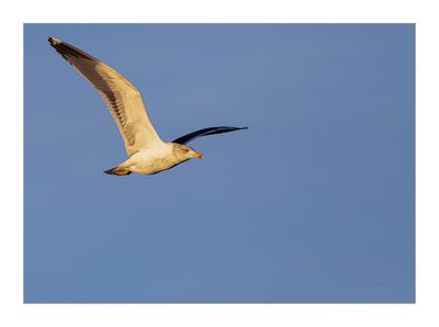 Gaivota-dasa-escura  ---  Lesser Black-backed Gull  ---  (Larus fuscus)