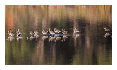 Milherango  ---  Black-tailed Godwit  ---  (Limosa limosa)