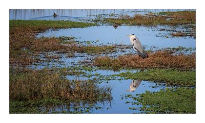 Gara-real  ---  Grey Heron  ---  (Ardea cinerea)