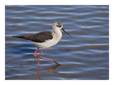 Pernilongo  ---  Black-winged Stilt  ---  (Himantopus himantopus)