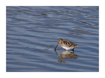 Narceja  ---  Snipe  ---  (Gallinago gallinago)