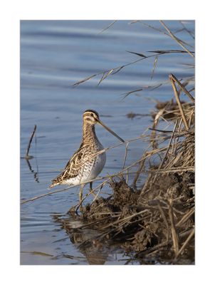 Narceja  ---  Snipe  ---  (Gallinago gallinago)